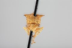 Stictocephala tauriniformis by the Smithsonian. Used under a CC0 license.