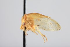 Stictocephala tauriniformis by the Smithsonian. Used under a CC0 license.