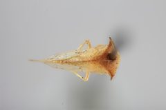 Stictocephala tauriniformis by the Smithsonian. Used under a CC0 license.