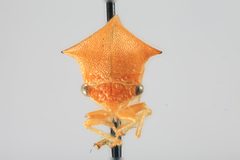 Stictolobus borealis arcuatus by the Smithsonian. Used under a CC0 license.