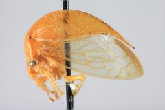 Stictolobus borealis arcuatus by the Smithsonian. Used under a CC0 license.