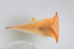 Stictolobus borealis arcuatus by the Smithsonian. Used under a CC0 license.