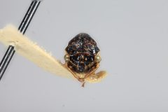 Stictolobus marginatus by the Smithsonian. Used under a CC0 license.
