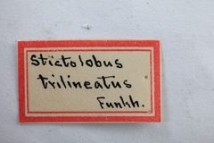 Stictolobus trilineatus by the Smithsonian. Used under a CC0 license.