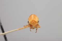 Stictolobus trilineatus by the Smithsonian. Used under a CC0 license.