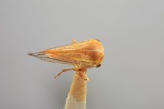 Stictolobus trilineatus by the Smithsonian. Used under a CC0 license.