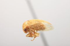 Stictolobus viridis by the Smithsonian. Used under a CC0 license.