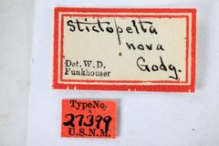Stictopelta nova by the Smithsonian. Used under a CC0 license.