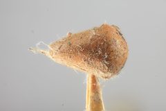 Stictopelta nova by the Smithsonian. Used under a CC0 license.