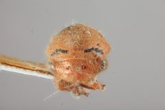 Stictopelta nova by the Smithsonian. Used under a CC0 license.