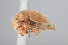 Stictopelta nova by the Smithsonian. Used under a CC0 license.