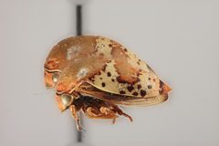 Stictopelta pulchella by the Smithsonian. Used under a CC0 license.