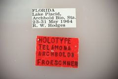 Telamona archboldi by the Smithsonian. Used under a CC0 license.