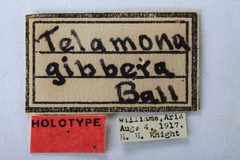 Telamona gibbera by the Smithsonian. Used under a CC0 license.