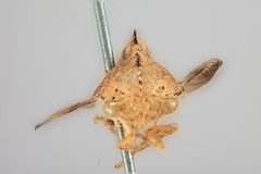 Telamona reclivata by the Smithsonian. Used under a CC0 license.