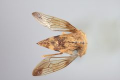 Telamona reclivata by the Smithsonian. Used under a CC0 license.