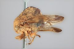 Telamona reclivata by the Smithsonian. Used under a CC0 license.
