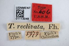 Telamona reclivata by the Smithsonian. Used under a CC0 license.