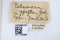 Telamona spreta by the Smithsonian. Used under a CC0 license.