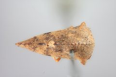 Telamona spreta by the Smithsonian. Used under a CC0 license.
