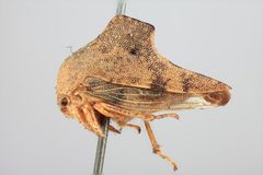 Telamona spreta by the Smithsonian. Used under a CC0 license.