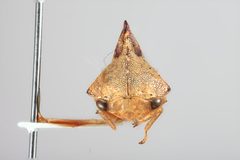 Telamona tiliae by the Smithsonian. Used under a CC0 license.