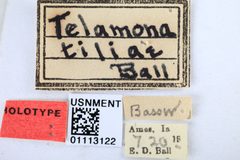 Telamona tiliae by the Smithsonian. Used under a CC0 license.