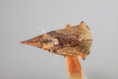 Telamona tiliae by the Smithsonian. Used under a CC0 license.