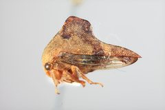 Telamona tiliae by the Smithsonian. Used under a CC0 license.