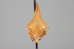 Telonaca ramona by the Smithsonian. Used under a CC0 license.