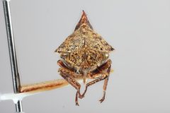 Telonaca tremulata by the Smithsonian. Used under a CC0 license.
