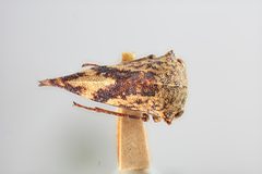 Telonaca tremulata by the Smithsonian. Used under a CC0 license.