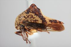 Telonaca tremulata by the Smithsonian. Used under a CC0 license.