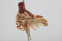 Thelia crataegi by the Smithsonian. Used under a CC0 license.