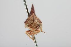 Thelia crataegi by the Smithsonian. Used under a CC0 license.