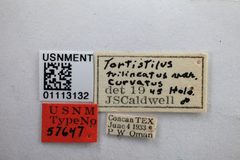 Tortistilus trilineatus curvatus by the Smithsonian. Used under a CC0 license.