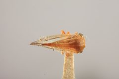 Tortistilus trilineatus similis by the Smithsonian. Used under a CC0 license.