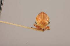 Tortistilus trilineatus similis by the Smithsonian. Used under a CC0 license.