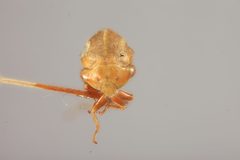 Tortistilus trilineatus caliperus by the Smithsonian. Used under a CC0 license.