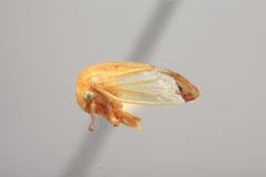 Tortistilus trilineatus curvatus by the Smithsonian. Used under a CC0 license.