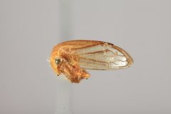 Tortistilus trilineatus similis by the Smithsonian. Used under a CC0 license.