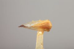 Tortistilus trilineatus curvatus by the Smithsonian. Used under a CC0 license.