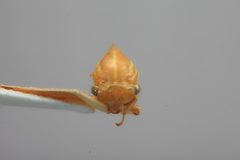 Tortistilus trilineatus curvatus by the Smithsonian. Used under a CC0 license.