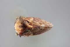 Tylocentrus quadricornis by the Smithsonian. Used under a CC0 license.
