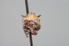 Tylocentrus quadricornis by the Smithsonian. Used under a CC0 license.