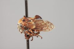 Tylocentrus quadricornis by the Smithsonian. Used under a CC0 license.