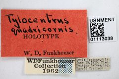 Tylocentrus quadricornis by the Smithsonian. Used under a CC0 license.