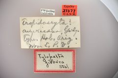 Tylopelta americana by the Smithsonian. Used under a CC0 license.
