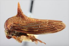 Umbonia antigua by the Smithsonian. Used under a CC0 license.