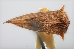 Umbonia antigua by the Smithsonian. Used under a CC0 license.